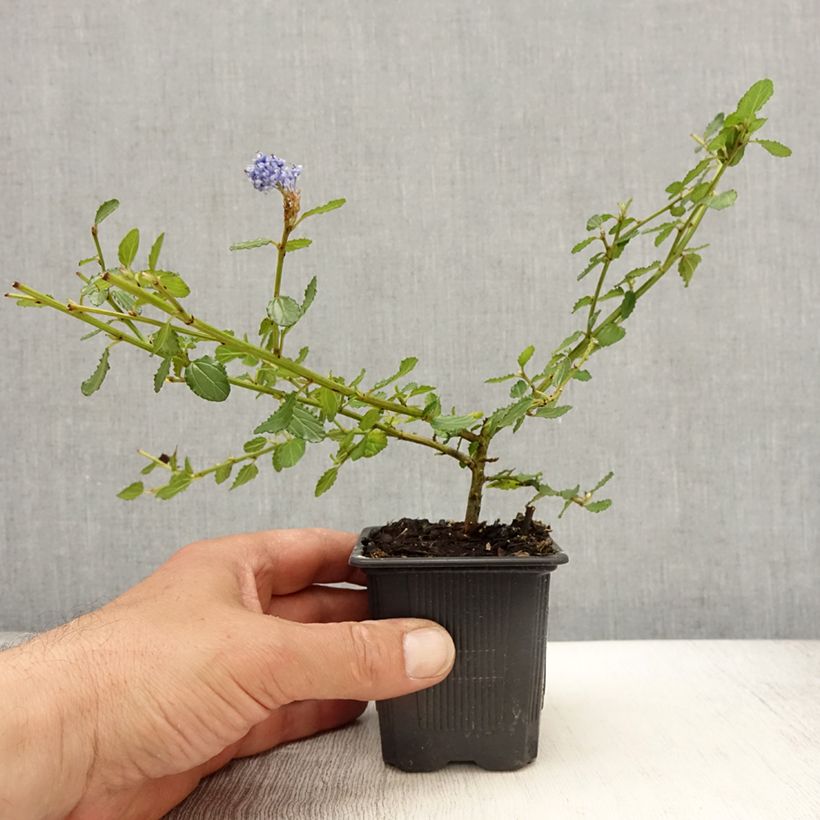 Ceanothus thyrsiflorus Repens Vasetto da 8/9 cm esemplare consegnato in primavera
