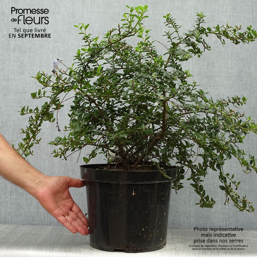 Esemplare di Ceanothus thyrsiflorus Repens Vaso da 7,5L/10L come consegnato in autunno