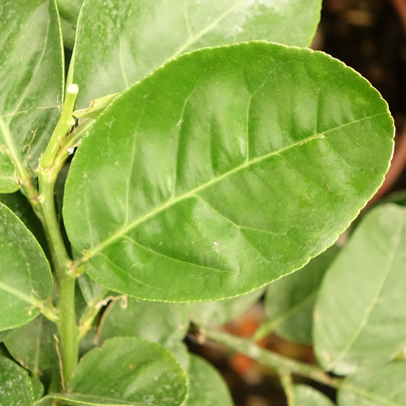 Citrus medica - Cedro (agrume) (Fogliame)