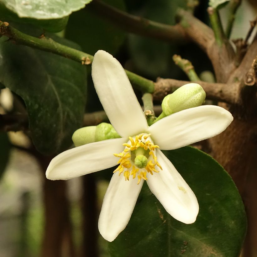Citrus medica - Cedro (agrume) (Fioritura)