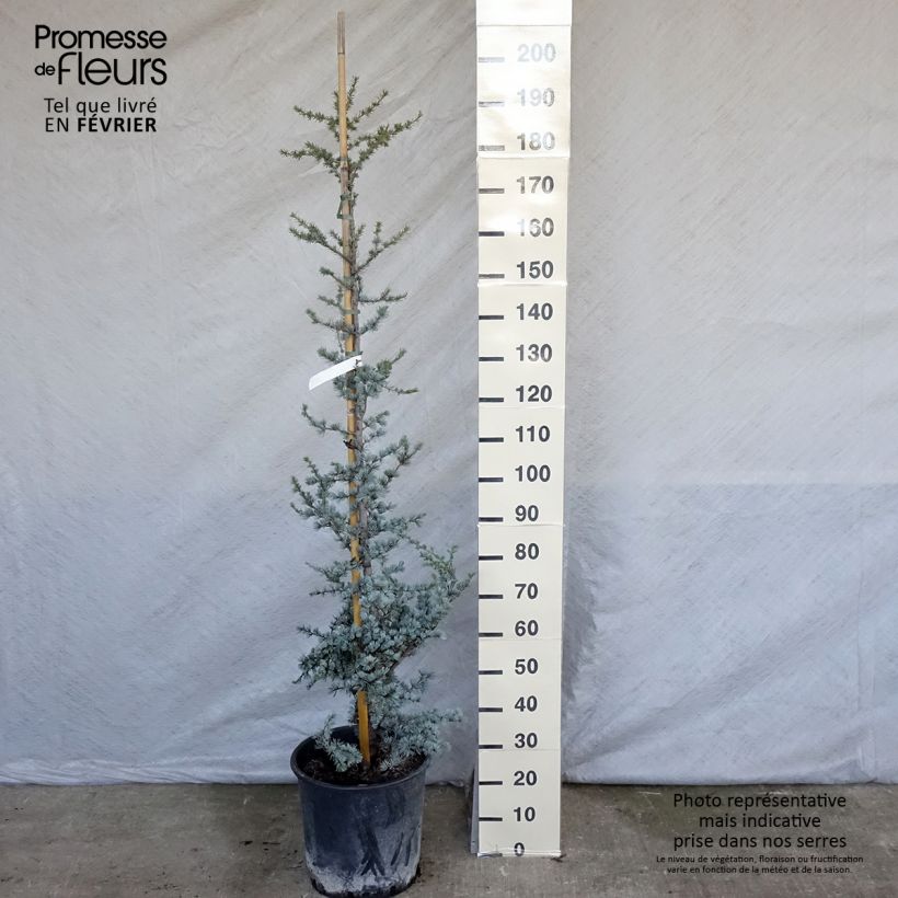 Cedrus libani subsp. atlantica Glauca - Cedro del Libano Vaso da 7,5L/10L esemplare consegnato in inverno