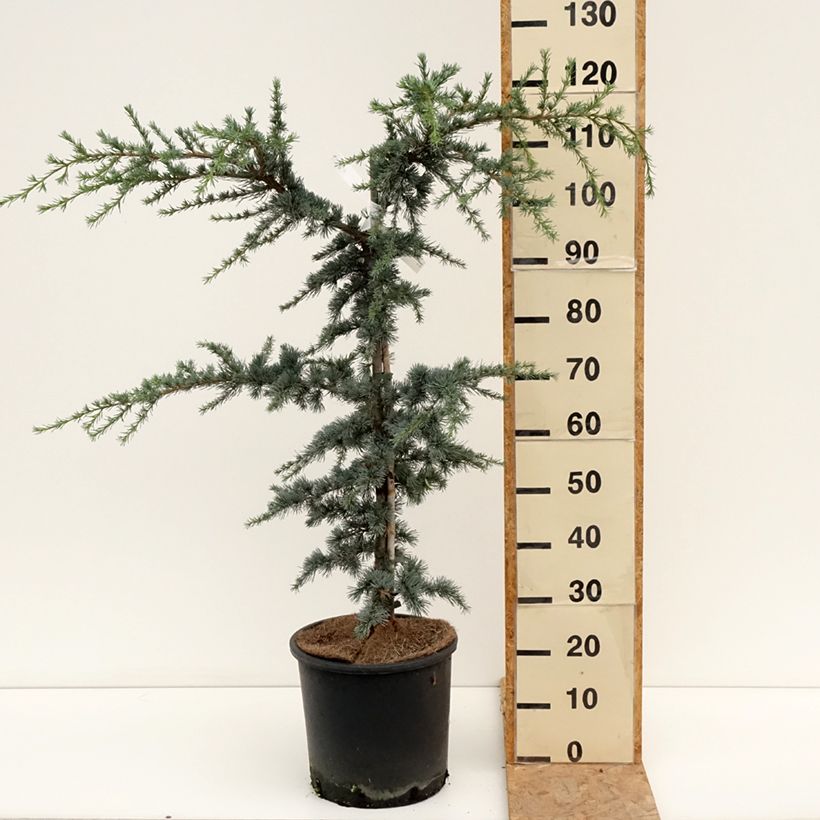 Esemplare di Cedrus libani subsp. atlantica Horstmanns Silberspitz - Cedro del Libano Vaso da 12L/15L consegnato in estate