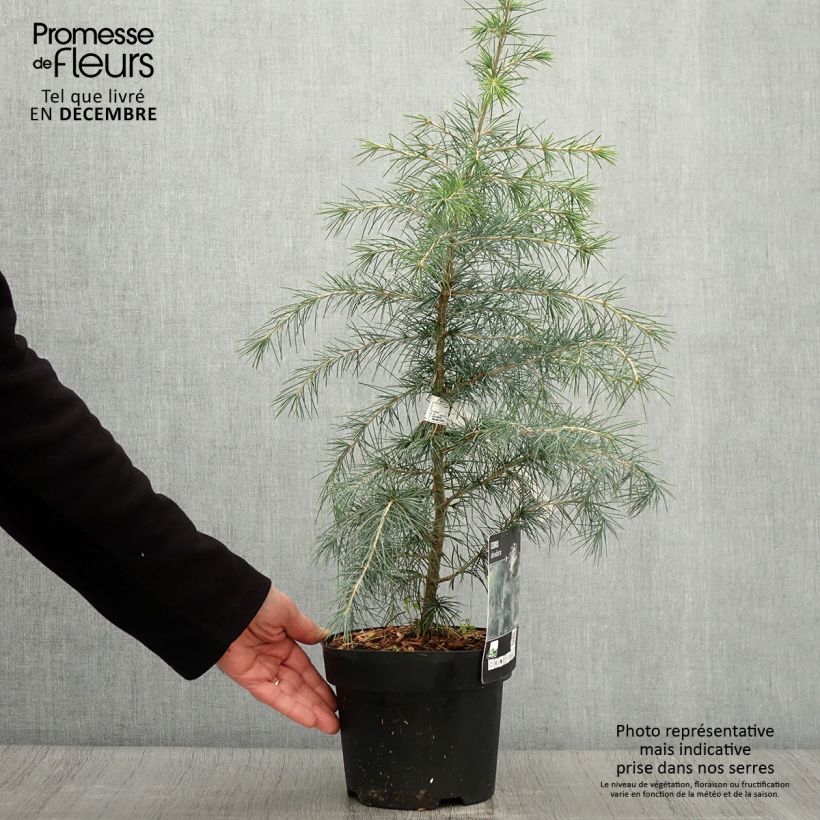 Esemplare di Cedrus deodara - Cedro dell'Himalaya Vaso da 3L/4L come consegnato in autunno