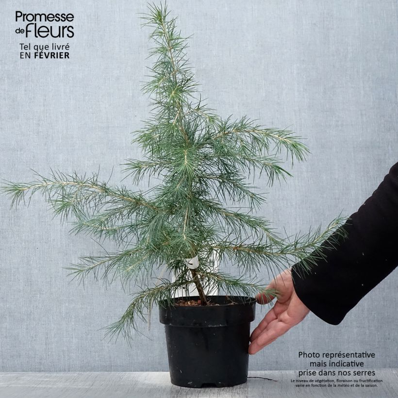 Cedrus deodara - Cedro dell'Himalaya Vaso da 3L/4L esemplare consegnato in inverno
