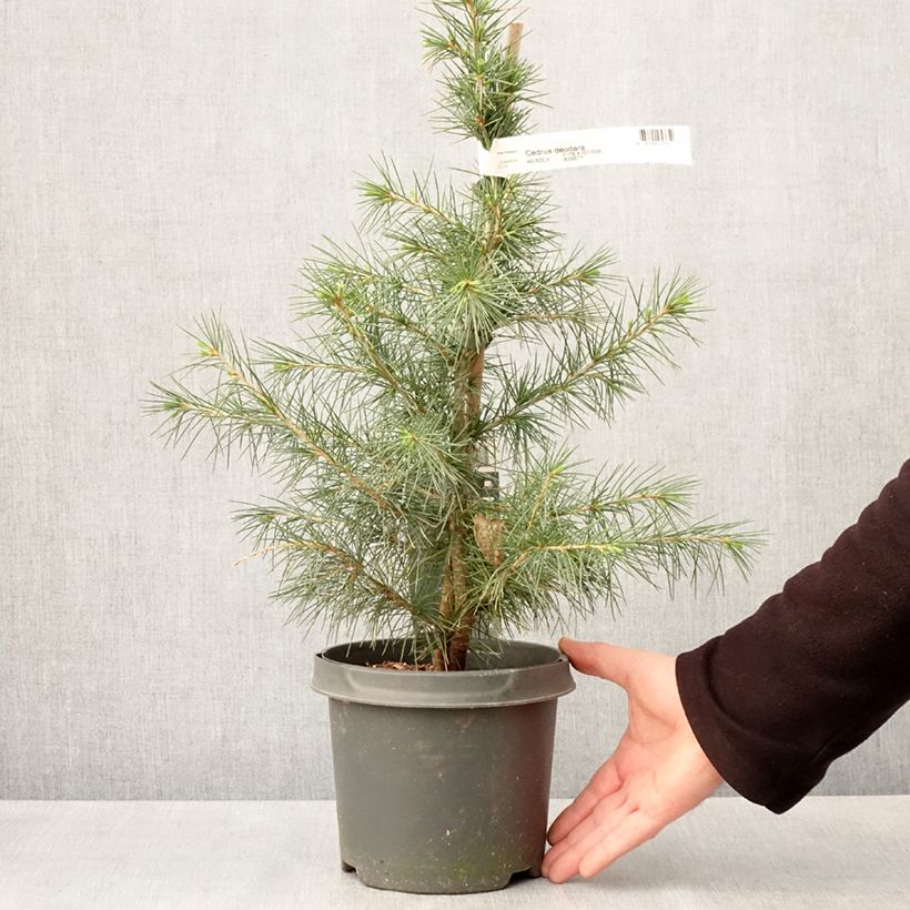 Cedrus deodara - Cedro dell'Himalaya Vaso da 3L/4L esemplare consegnato in primavera