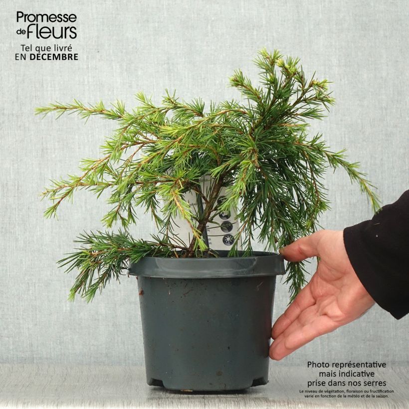 Esemplare di Cedrus deodara Feeling Blue - Cedro dell'Himalaya Vaso da 3L/4L come consegnato in autunno