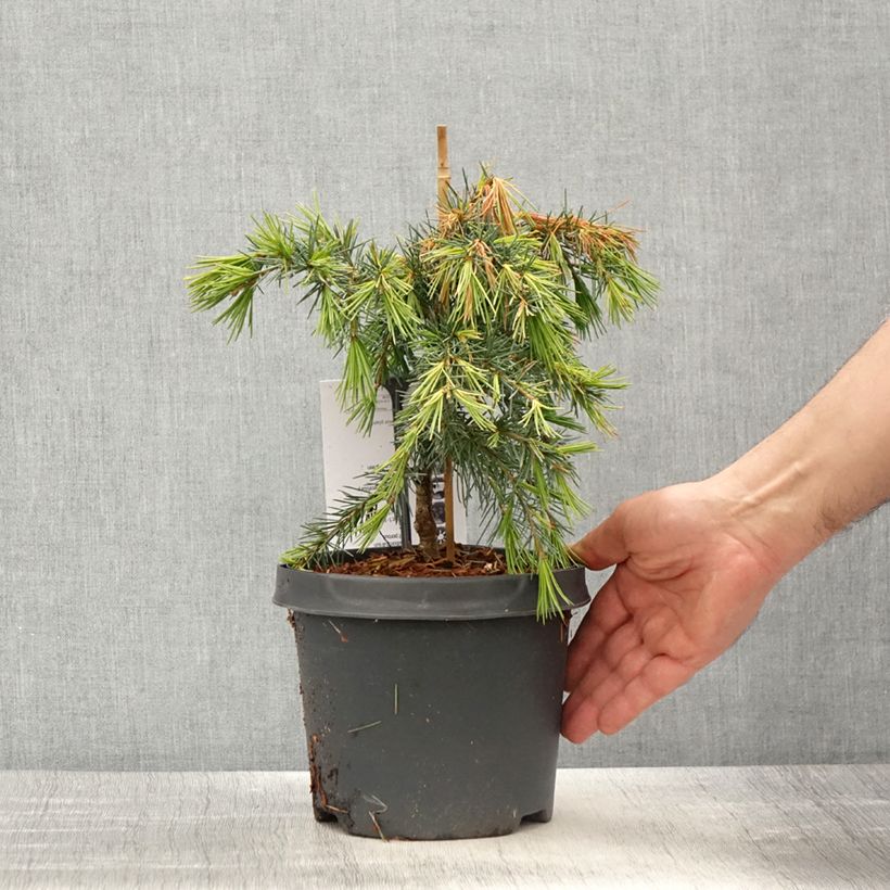 Cedrus deodara Feeling Blue - Cedro dell'Himalaya Vaso da 3L/4L esemplare consegnato in primavera