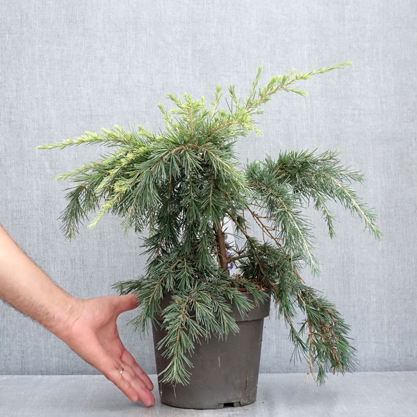 Esemplare di Cedrus deodara Feeling Blue - Cedro dell'Himalaya Vaso da 3L/4L consegnato in estate