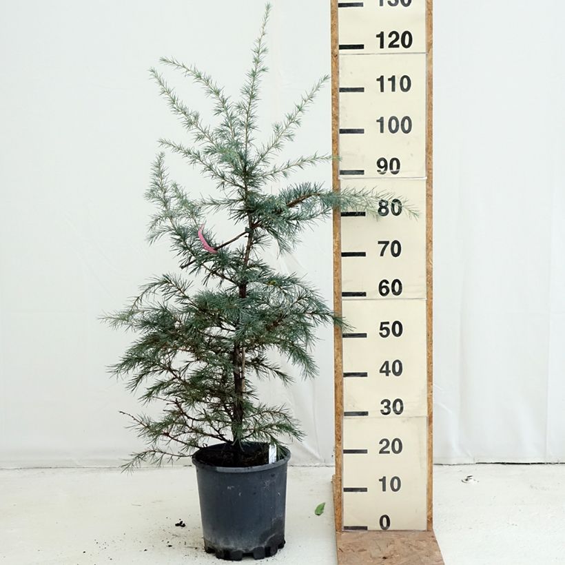 Esemplare di Cedrus deodara Pendula - Cedro dell'Himalaya Vaso da 4L/5L come consegnato in autunno