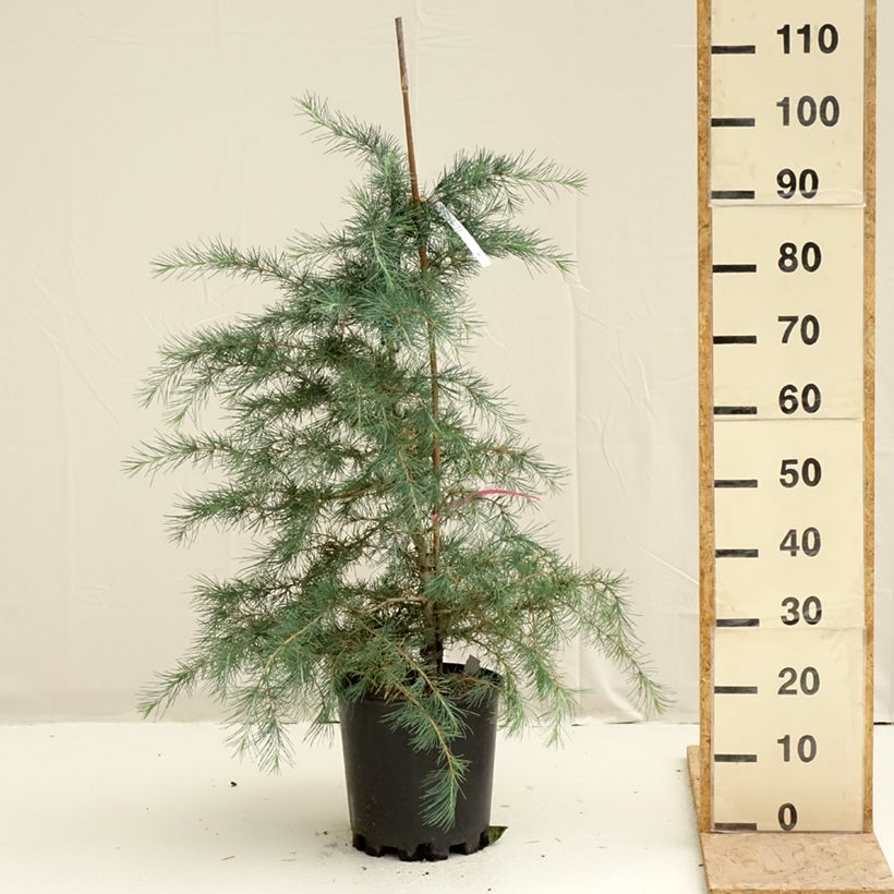 Cedrus deodara Pendula - Cedro dell'Himalaya Vaso da 7,5L/10L esemplare consegnato in primavera