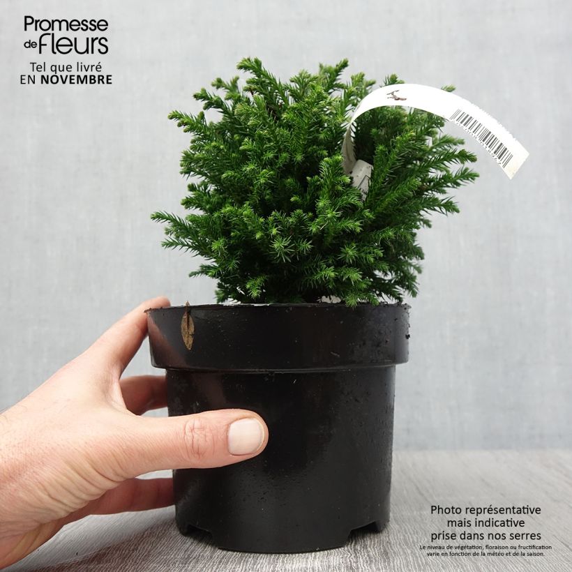 Esemplare di Cryptomeria japonica Green Pearl - Cedro del Giappone Vaso da 2L/3L come consegnato in autunno