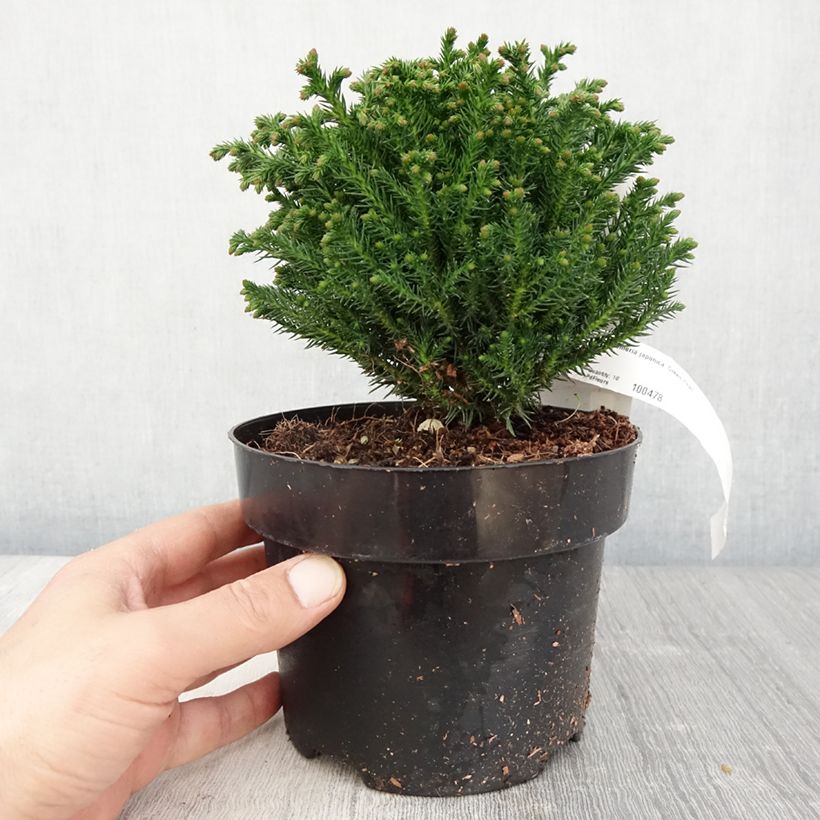 Cryptomeria japonica Green Pearl - Cedro del Giappone Vaso da 2L/3L esemplare consegnato in primavera