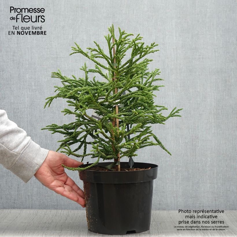 Esemplare di Cryptomeria japonica Spiralis - Cedro del Giappone Vaso da 4L/5L come consegnato in autunno