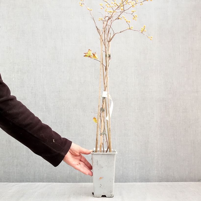 Esemplare di Celastrus orbiculatus Diana Vaso da 2L/3L come consegnato in autunno