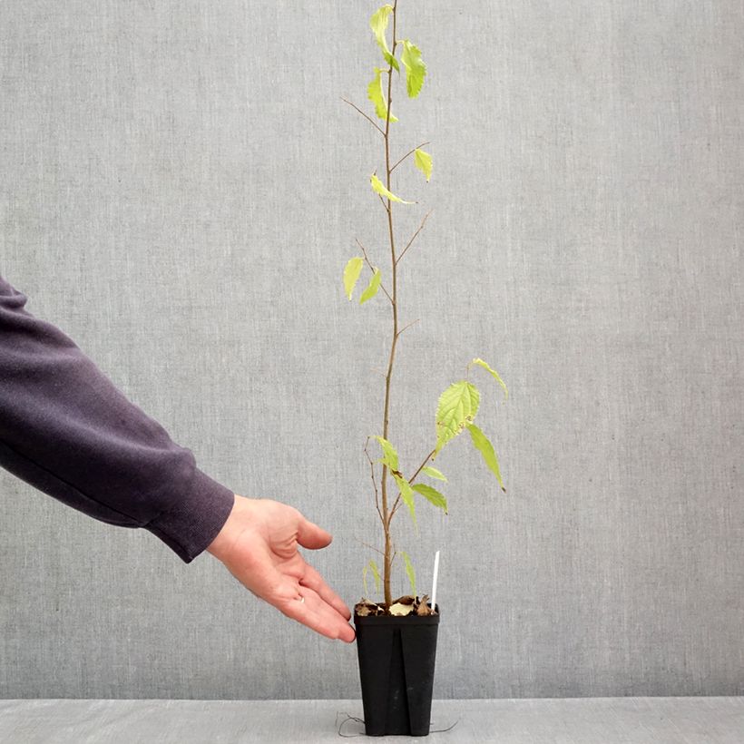 Esemplare di Celtis australis - Bagolaro Vasetto da 8/9 cm come consegnato in autunno