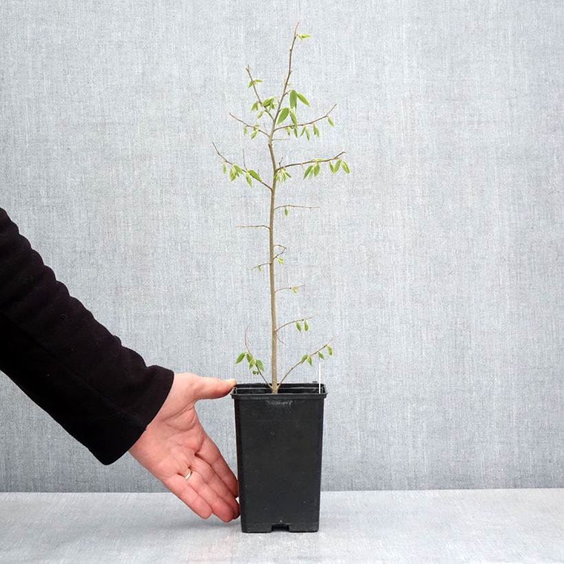 Celtis australis - Bagolaro Vasetto da 8/9 cm esemplare consegnato in primavera