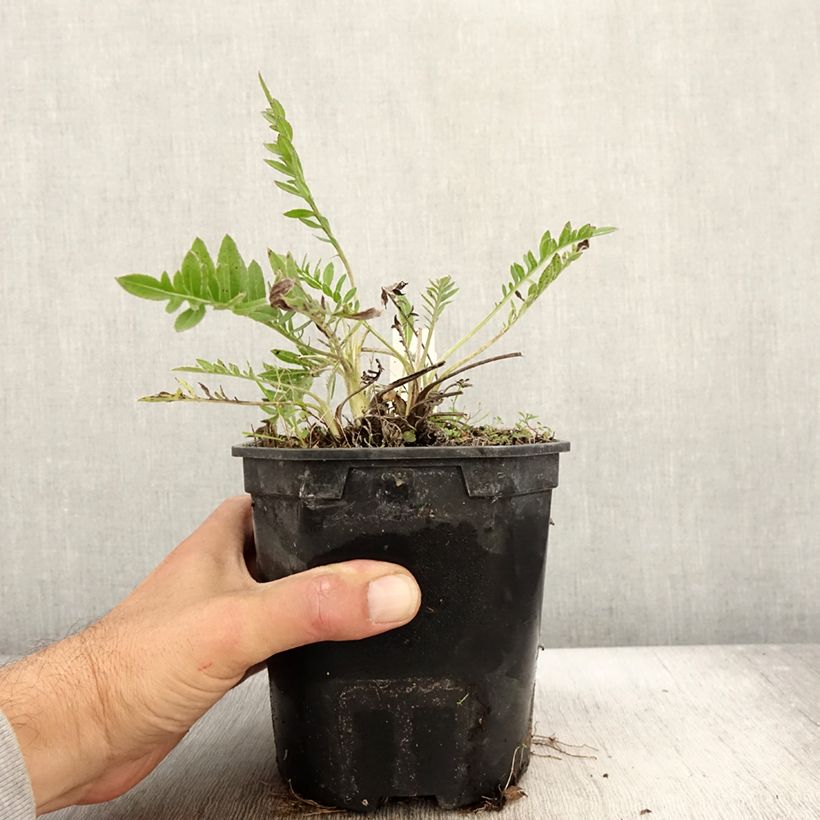 Esemplare di Centaurea atropurpurea - Fiordaliso Vaso da 2L/3L come consegnato in autunno