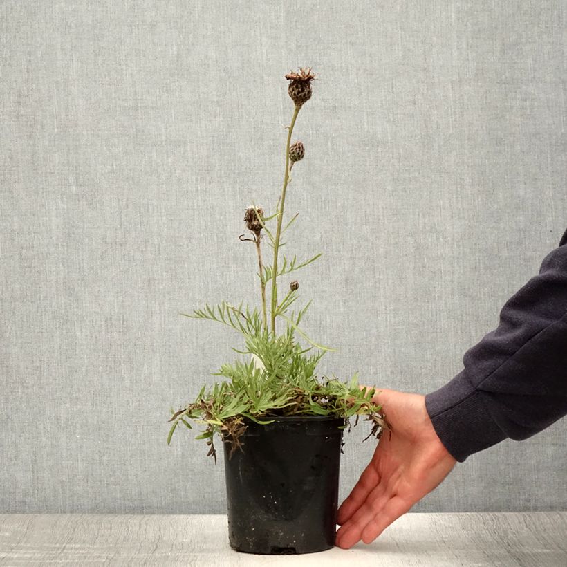 Esemplare di Centaurea atropurpurea - Fiordaliso Vaso da 2L/3L consegnato in estate