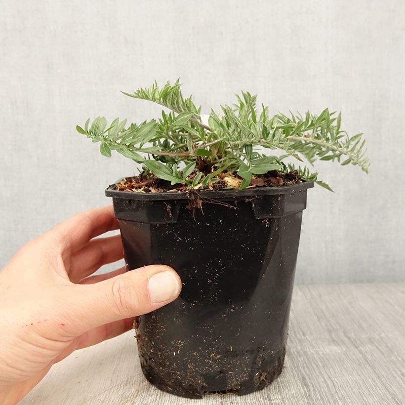 Centaurea atropurpurea - Fiordaliso Vaso da 2L/3L esemplare consegnato in primavera