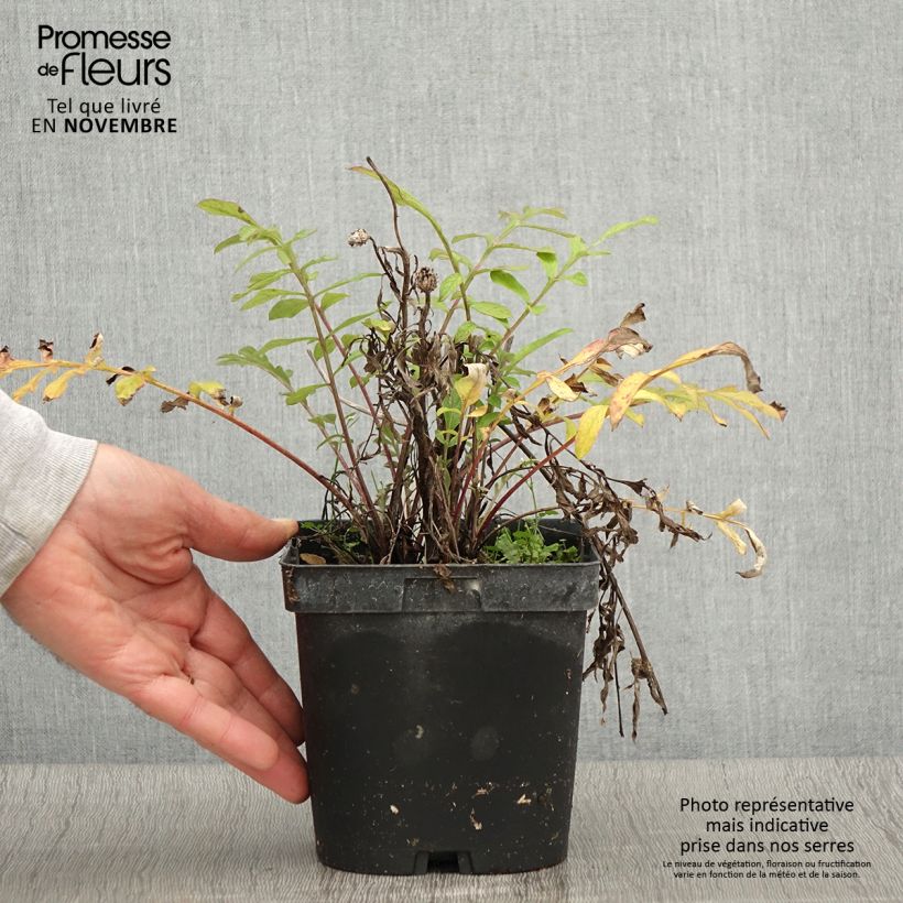 Esemplare di Centaurea dealbata - Fiordaliso Vaso da 2L/3L come consegnato in autunno