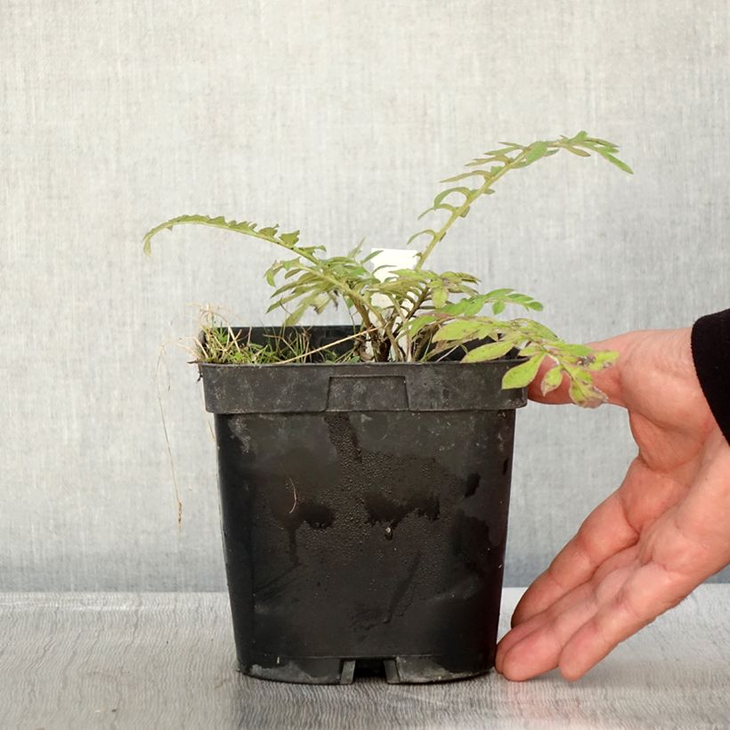 Esemplare di Centaurea dealbata Stenbeergii - Fiordaliso Vaso da 2L/3L come consegnato in autunno