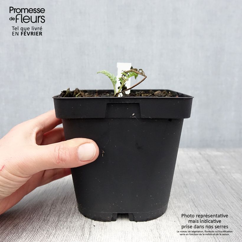 Centaurea dealbata Stenbeergii - Fiordaliso Vaso da 2L/3L esemplare consegnato in inverno