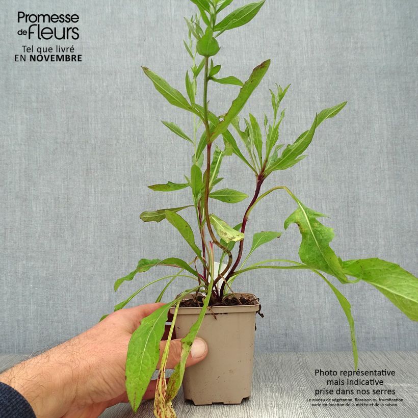Esemplare di Centaurea jacea - Fiordaliso stoppione Vasetto da 8/9 cm come consegnato in autunno