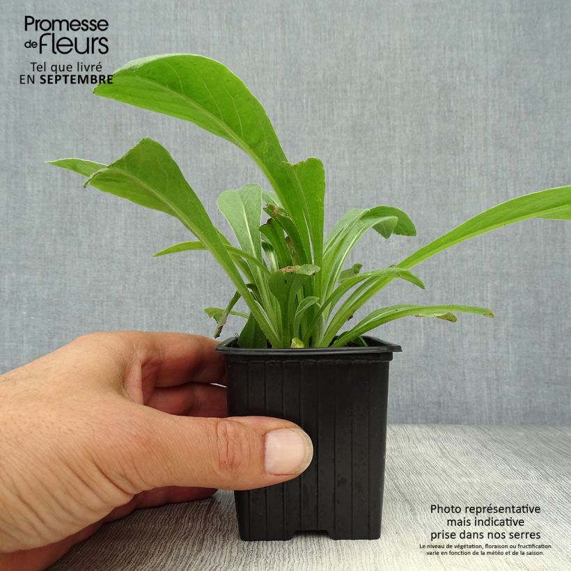 Esemplare di Centaurea montana Caramia - Fiordaliso montano Vasetto da 8/9 cm come consegnato in autunno