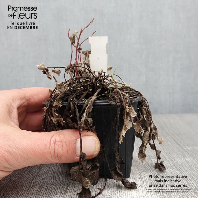Esemplare di Centaurea pulcherrima - Fiordaliso Vasetto da 8/9 cm come consegnato in autunno