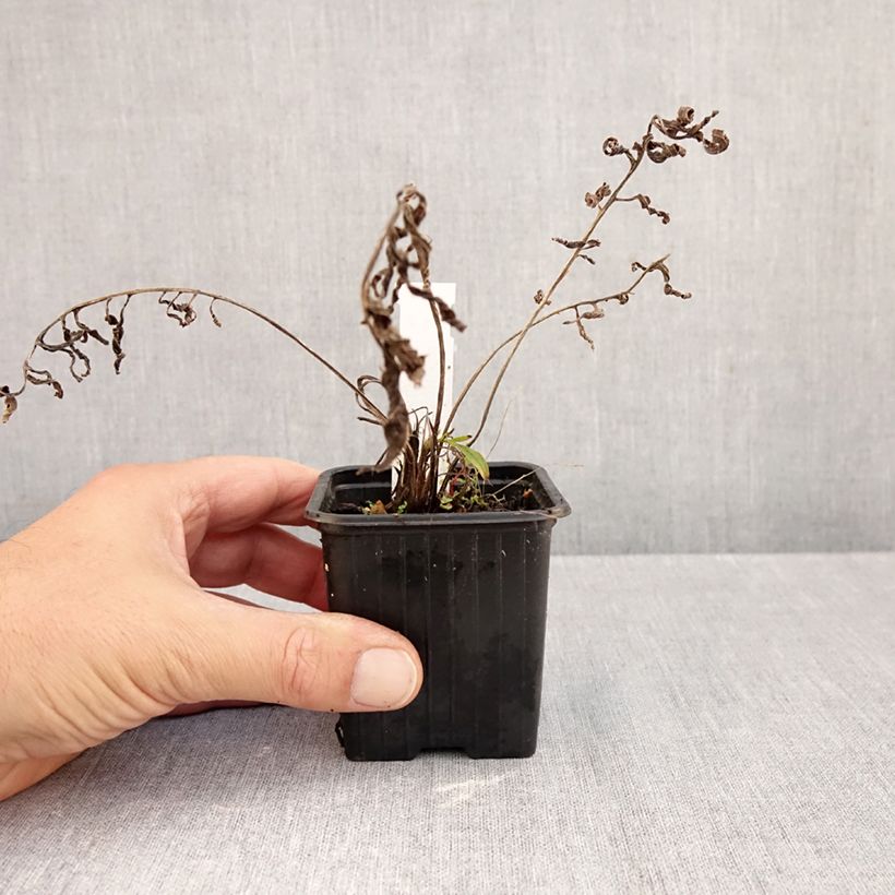 Esemplare di Centaurea ruthenica - Fiordaliso Vasetto da 8/9 cm come consegnato in autunno