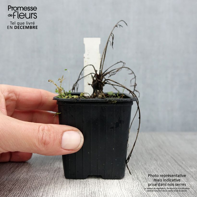 Centaurea ruthenica - Fiordaliso Vasetto da 8/9 cm esemplare consegnato in inverno