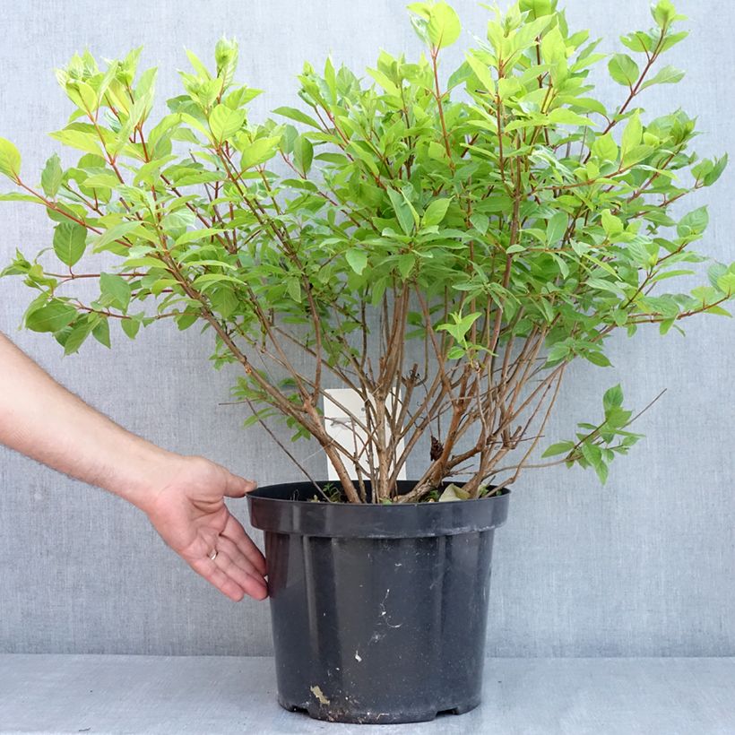 Cephalanthus occidentalis Vaso da 7,5L/10L esemplare consegnato in primavera