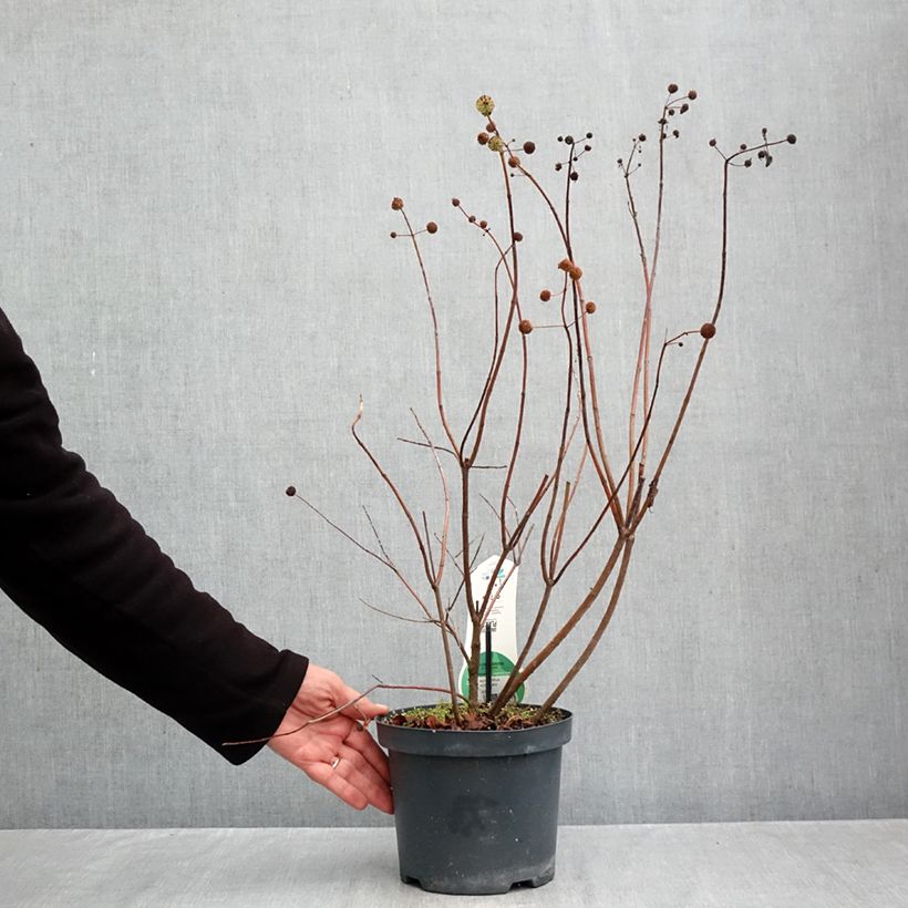 Esemplare di Cephalanthus occidentalis Vaso da 3L/4L come consegnato in autunno