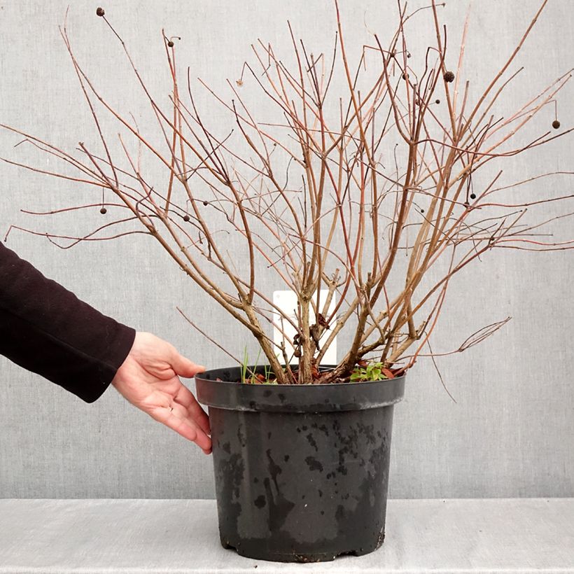 Esemplare di Cephalanthus occidentalis Vaso da 7,5L/10L come consegnato in autunno