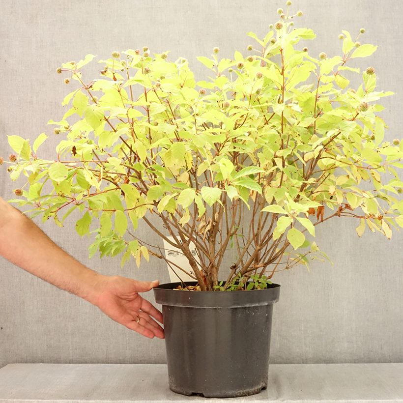 Esemplare di Cephalanthus occidentalis Vaso da 7,5L/10L consegnato in estate