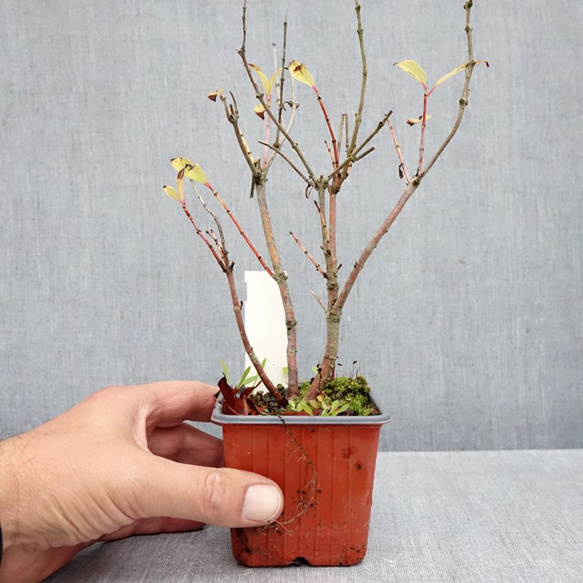 Esemplare di Cephalanthus occidentalis Moonlight Fantasy Vasetto da 8/9 cm come consegnato in autunno