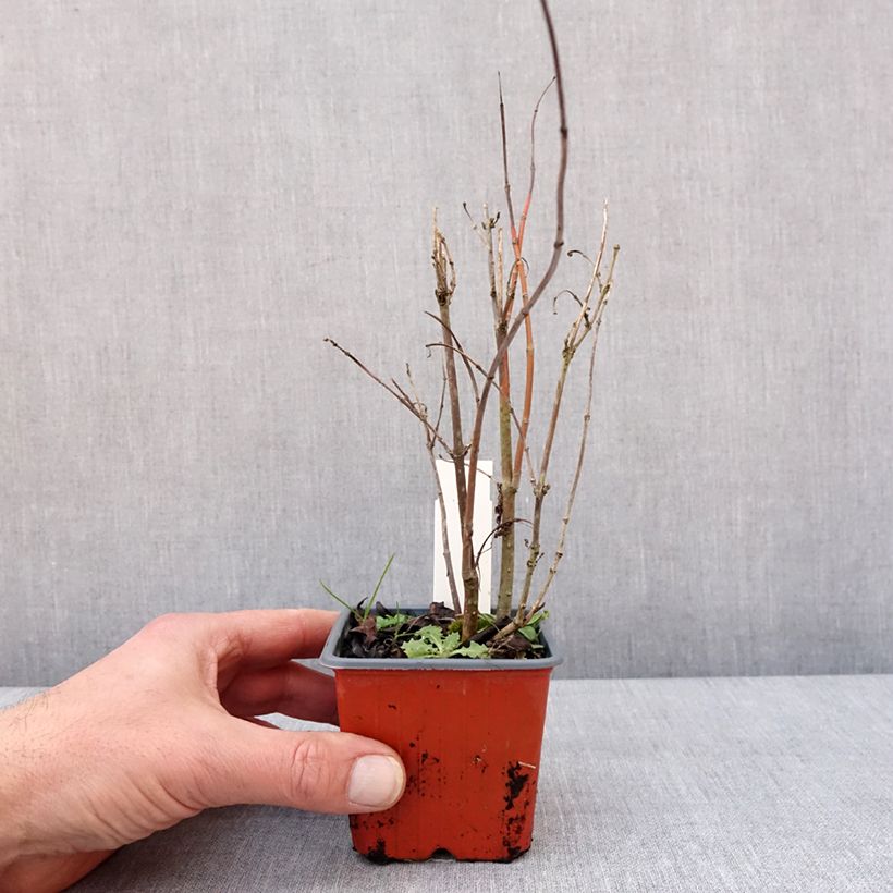 Cephalanthus occidentalis Moonlight Fantasy Vasetto da 8/9 cm esemplare consegnato in inverno