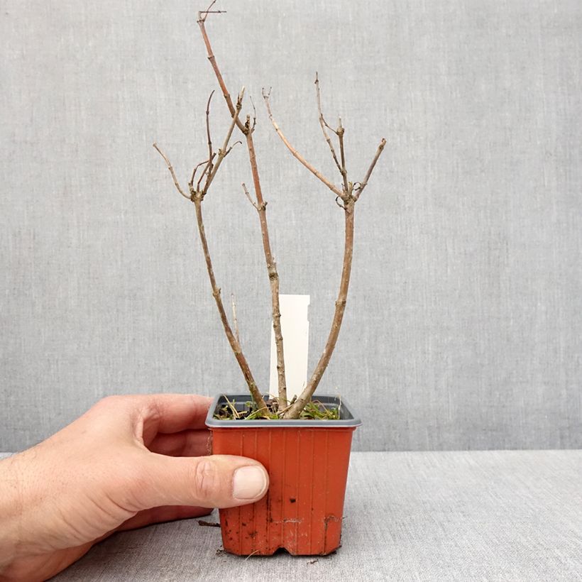 Cephalanthus occidentalis Moonlight Fantasy Vasetto da 8/9 cm esemplare consegnato in primavera