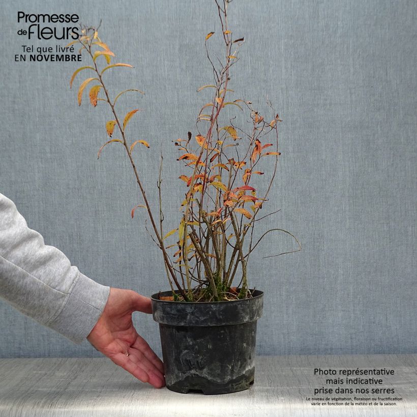 Esemplare di Cephalanthus occidentalis Sugar Shack Vaso da 2L/3L come consegnato in autunno