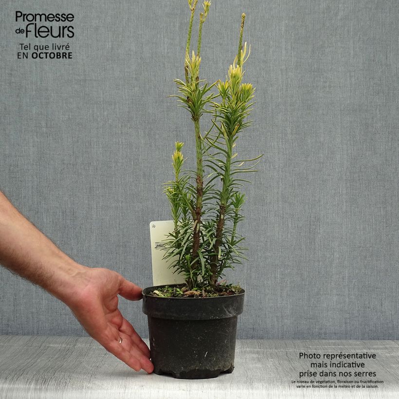 Esemplare di Cephalotaxus harringtonia Korean Gold Vaso da 2L/3L come consegnato in autunno