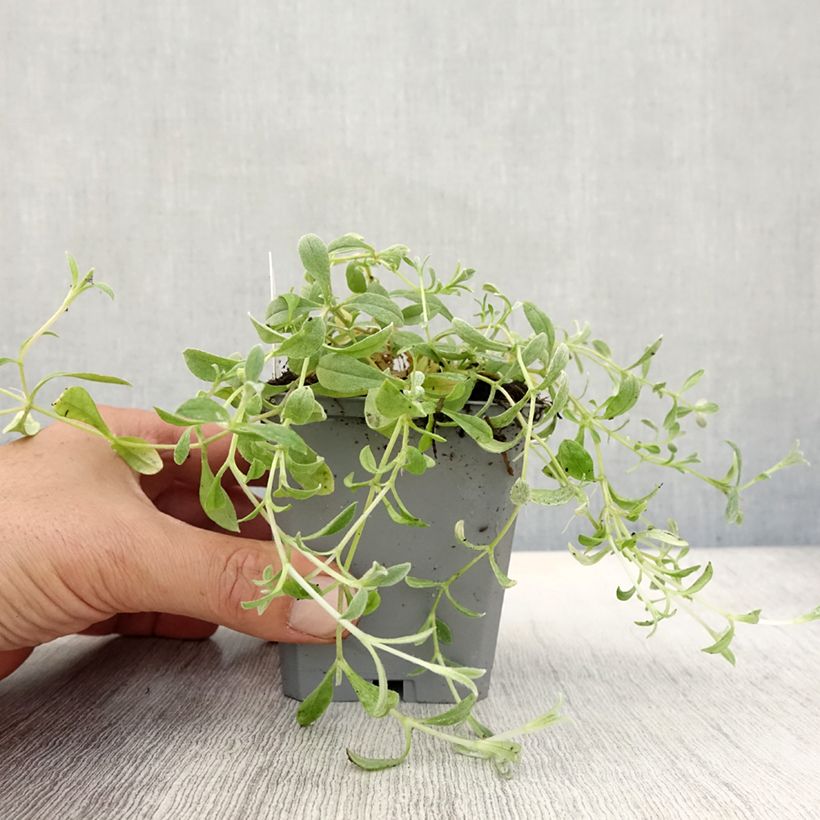 Esemplare di Cerastium biebersteinii - Cerastio Vasetto da 8/9 cm come consegnato in autunno