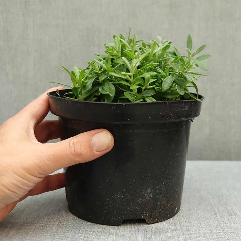 Esemplare di Cerastium biebersteinii - Cerastio Vaso da 2L/3L come consegnato in autunno