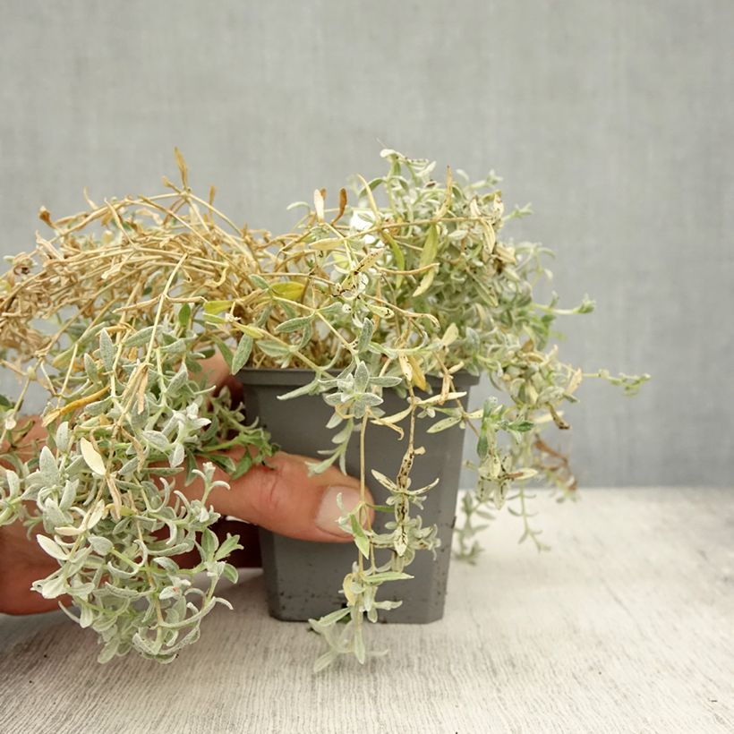 Esemplare di Cerastium tomentosum var. columnae - Peverina tomentosa Vasetto da 8/9 cm come consegnato in autunno