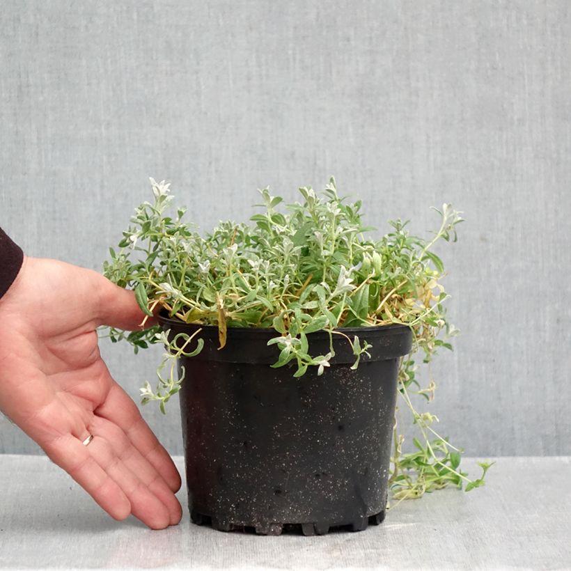 Esemplare di Cerastium tomentosum var. columnae - Peverina tomentosa Vaso da 2L/3L come consegnato in autunno