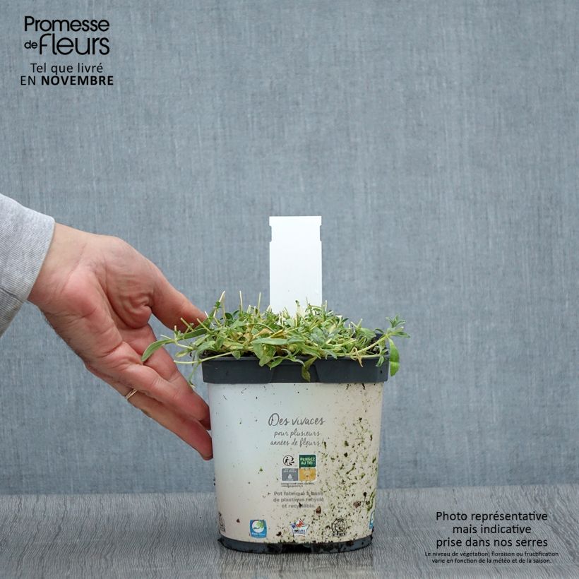 Esemplare di Cerastium tomentosum Yo Yo - Peverina tomentosa Vaso da 2L/3L come consegnato in autunno