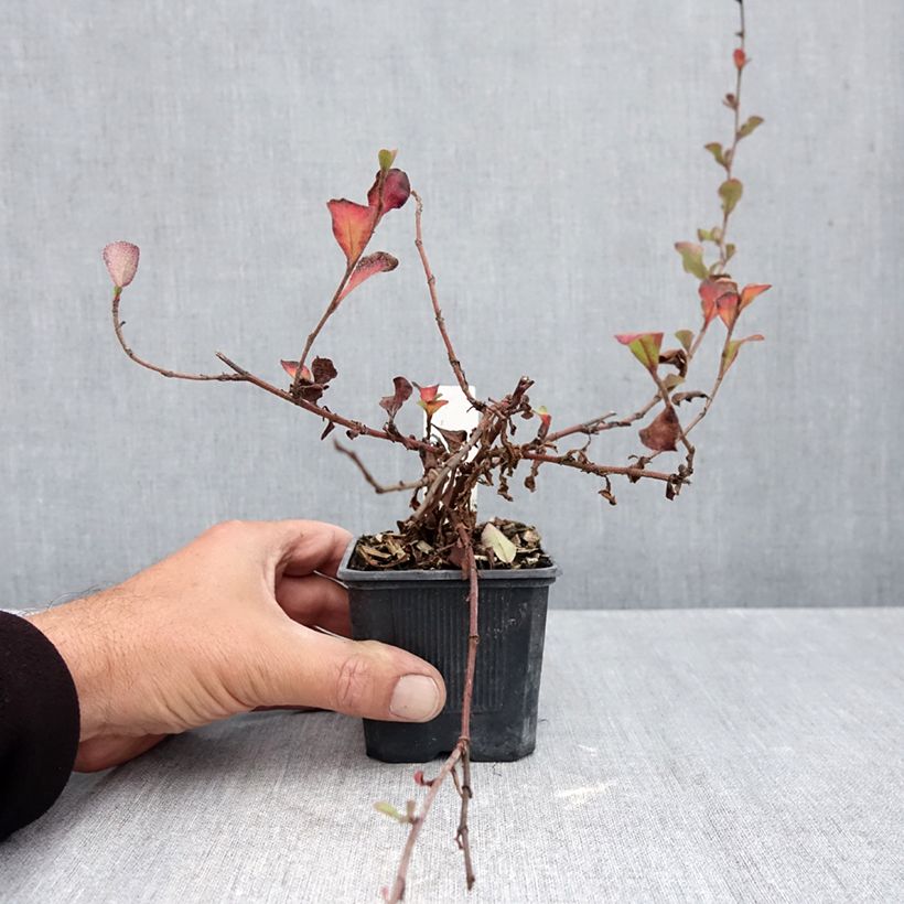 Esemplare di Ceratostigma griffithii Vasetto da 8/9 cm come consegnato in autunno