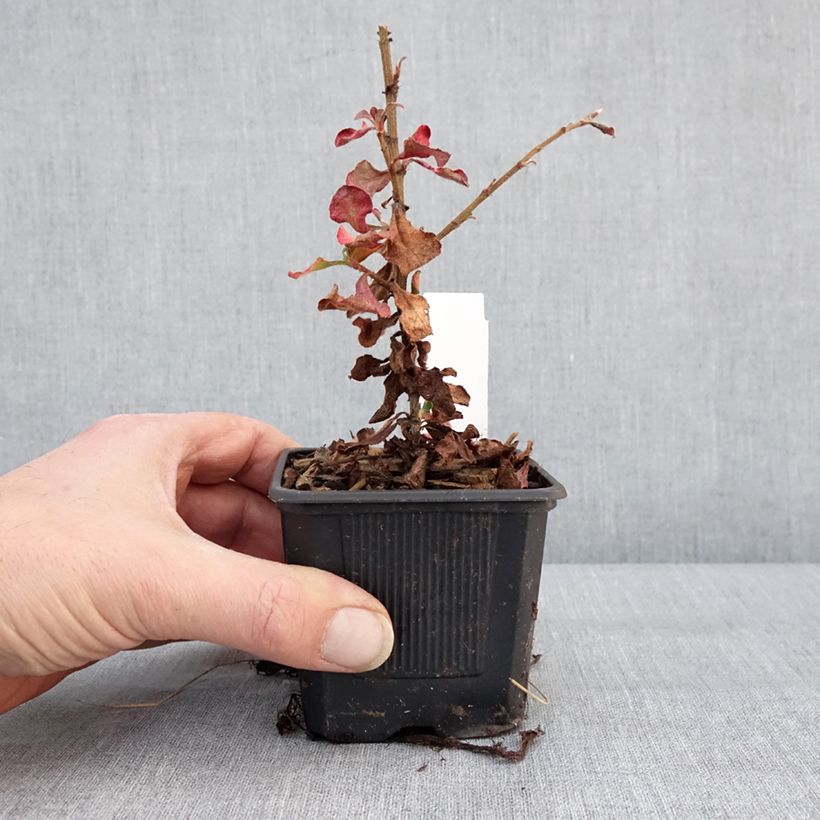 Ceratostigma griffithii Vasetto da 8/9 cm esemplare consegnato in inverno