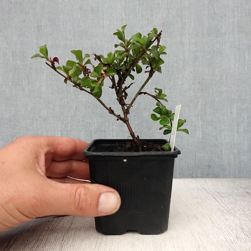 Ceratostigma griffithii Vasetto da 8/9 cm esemplare consegnato in primavera