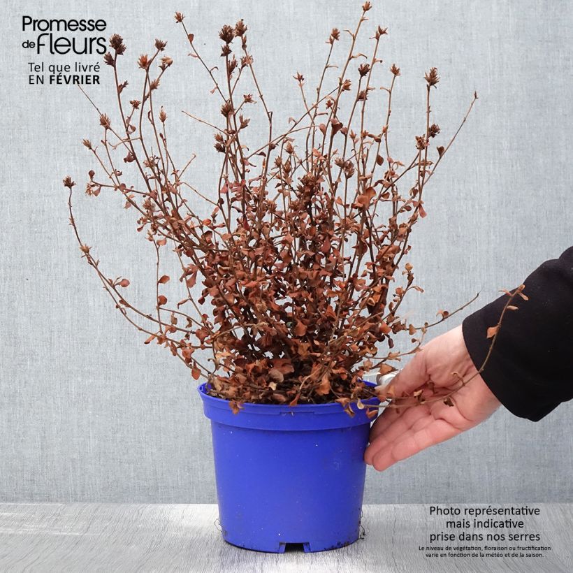 Ceratostigma griffithii Vaso da 2L/3L esemplare consegnato in inverno