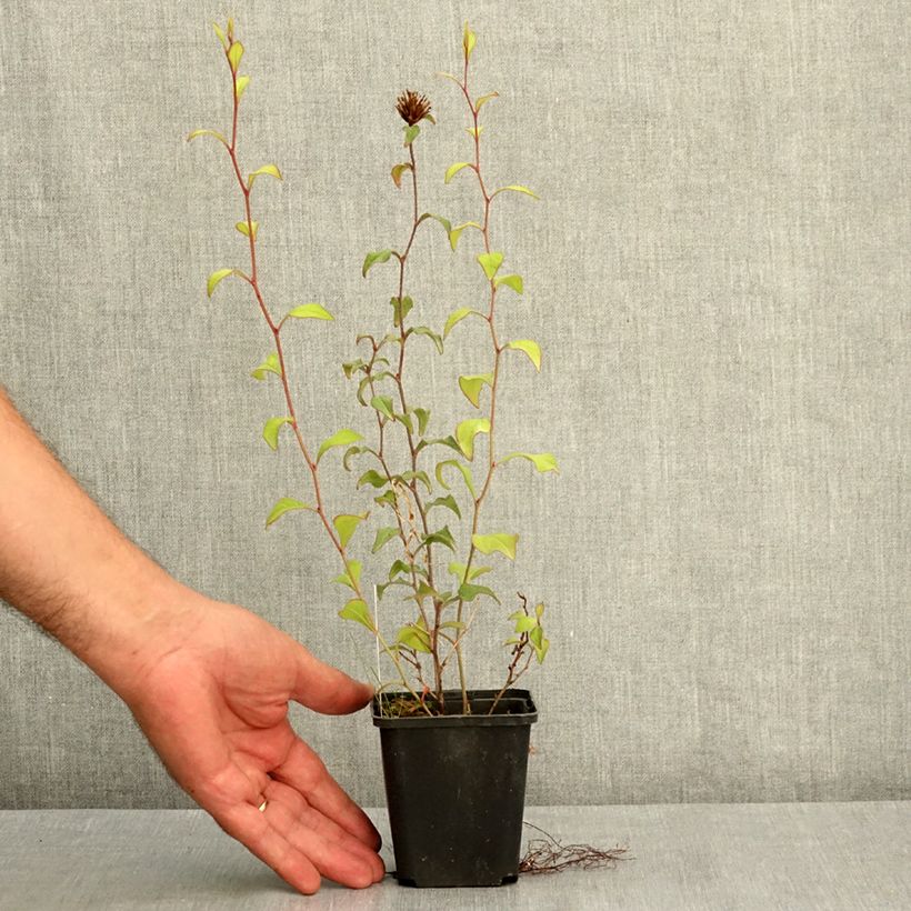 Esemplare di Ceratostigma willmottianum - Plumbago cinese Vasetto da 8/9 cm consegnato in estate